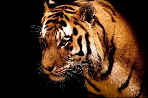 1986年属虎的人2026年运势及运程具体如何？