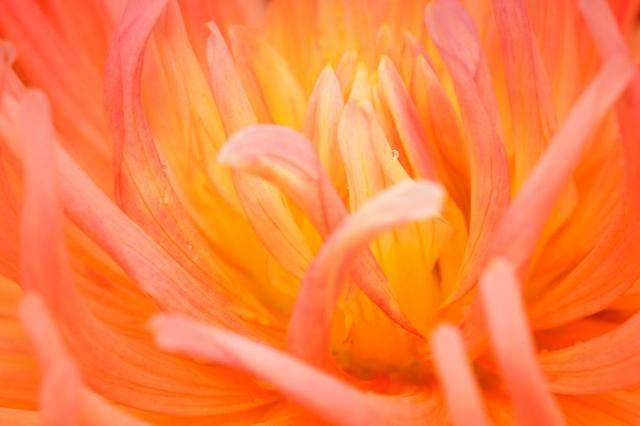 花里胡哨的星座花语大杂烩