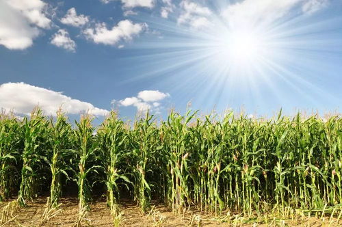 做梦梦到玉米苗？小心被绿！