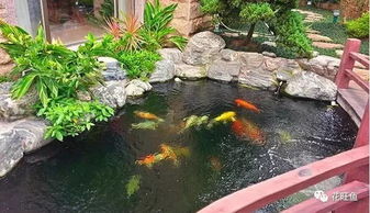 房间风水上适合改造成鱼池吗？