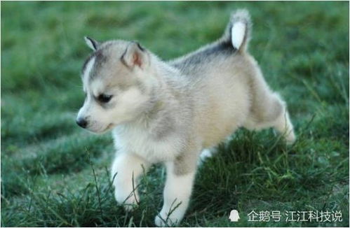 属狗人12月份出生的吉凶分析详解怎么样？