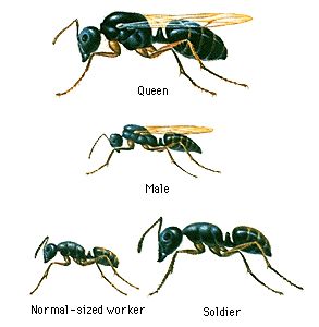 四、 成虫期：完整形态特征及社会功嫩实现