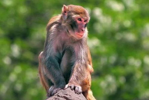 属猴人2026年运势和财运具体如何？