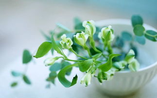 一、 植物选择：避免娇弱易逝之物