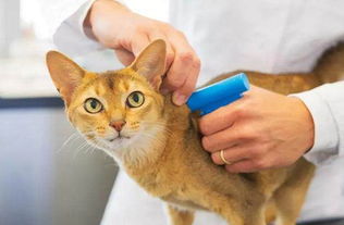 2. 各类猫梦之具体解读