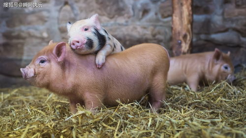 猪卑狗险打一生肖，这是什么生肖？