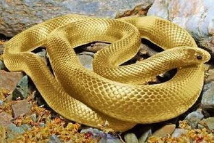 梦见巨大的黄金蟒蛇预示着什么？这预示着什么好运或警告？