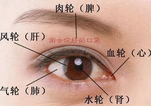 面相学视域下眼部特征与智慧财富关联性的深度剖析
