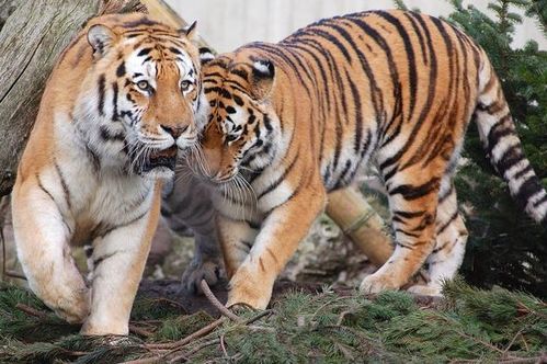 荣辱与共打生肖动物是什么？荣辱与共对应的准确生肖是什么意思？