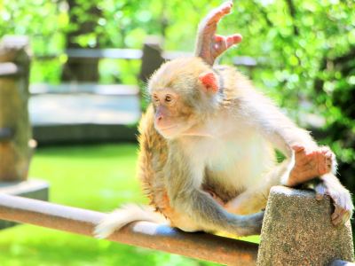 套餐揭秘：买门票送心梗体验卡