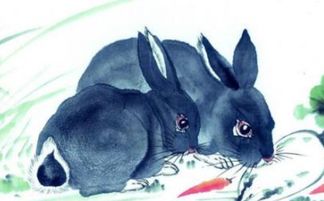 属兔女在二月财运如何，以及今日运气怎样？