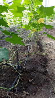 三、  桑地选择与土壤理化性质的严谨要求