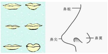 5．唇厚薄均衡、齿白红润：物欲宫与口舌功效