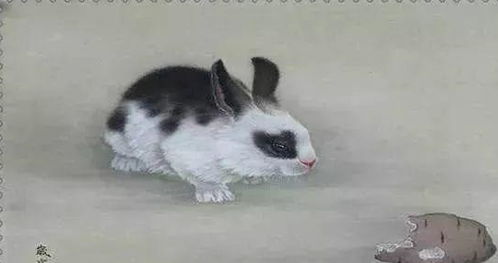 属兔老公属龙老婆的爱情运势如何？有没有什么特别的注意事项？