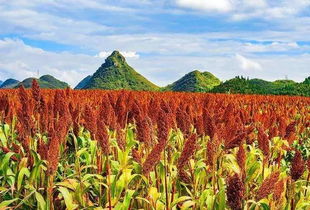 震惊！半夜梦见高粱地竟暗示这种天机？99%的人不知道！