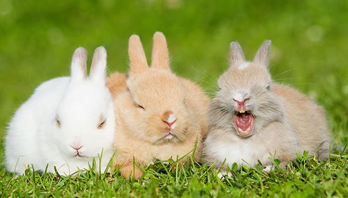 1987年属兔的人今日适合的吉祥数字是哪些？