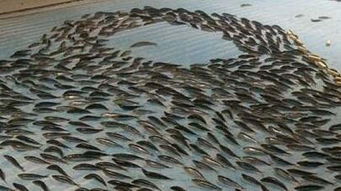 梦见把鱼打死，这是不是意味着我潜意识里对什么有所恐惧或厌恶？