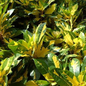 假连翘风水禁忌和白花风水禁忌分别有哪些需要注意的地方？