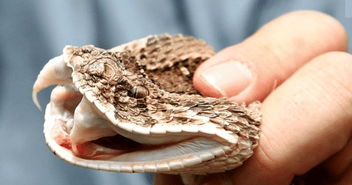 在风水学中，所谓的蛇头究竟指的是什么元素或象征？