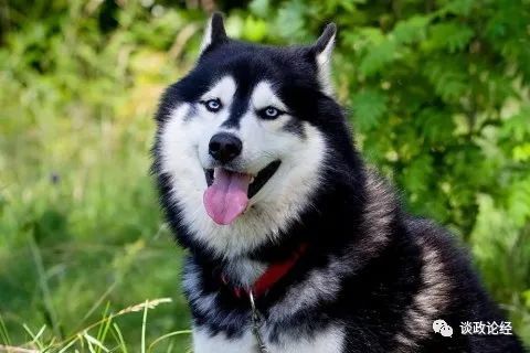 2026年82年属狗人全年运势详解是什么意思？