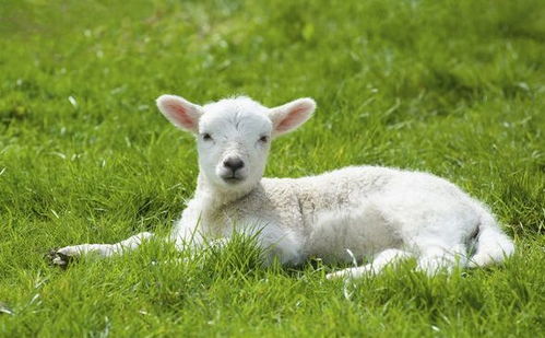 生肖羊 (羊...容易被吃掉...)