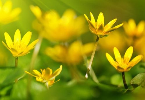 黄花是什么生肖年？黄花女儿打一生肖数字是什么意思？这两个生肖年份和数字有何关联？