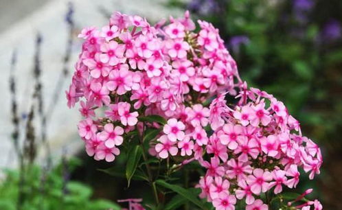 生肖性格与网名的契合性分析