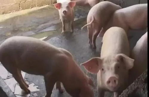 梦见猪的象征意义究竟反映了怎样的内心世界或生活状态？