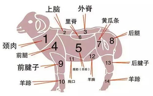 属羊人2026年1月开业吉日和2025年12月理发吉日分别是哪天？