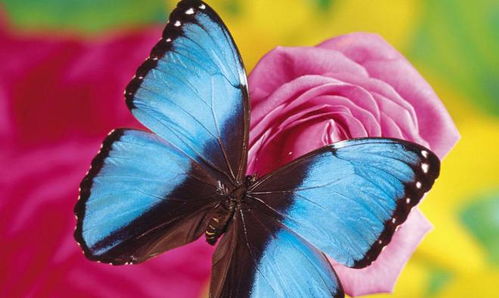 蝴蝶在风水里有什么作用？蝴蝶门风水图片大全有哪些？