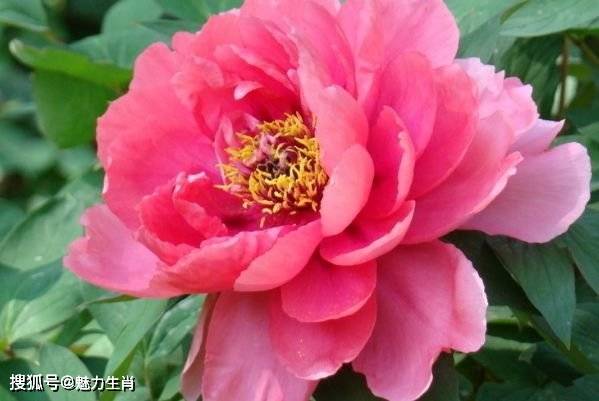 牡丹花象征哪个生肖？它代表哪种动物有何寓意？