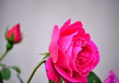 一、 风水角度解读：月季花的能量与运势
