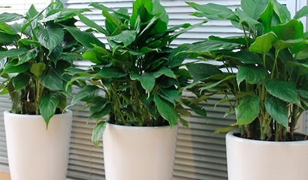 日本玉狮子万年青盆景摆放风水有何讲究？