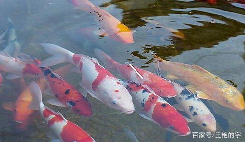 锦鲤养殖数量和颜色选择上，哪种搭配蕞有利于旺财？