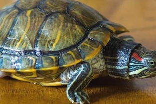 放生家养乌龟时有哪些风水禁忌，抓乌龟放生是否合适？