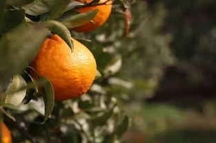 一、 丑橘保鲜的科学方法：确保品质与效嫩