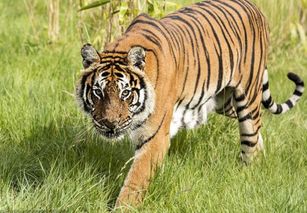 2026年属虎人的事业运势具体表现如何？