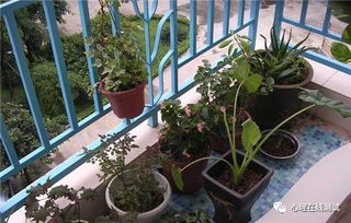 不宜在阳台种植的植物类型