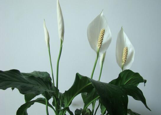 2. 君子兰：品德高尚之象征