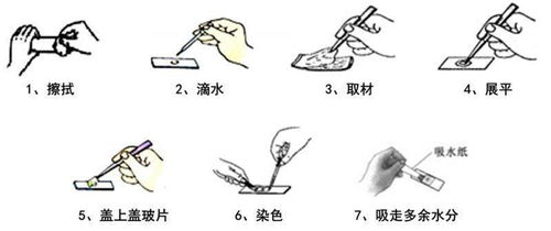 二、 动物的足趾数与阴阳属性的对应关系