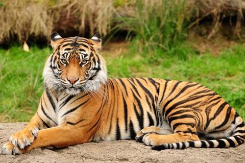 2026年属虎的人婚姻状况如何？预测2026年属虎者的婚姻运势是怎样的？