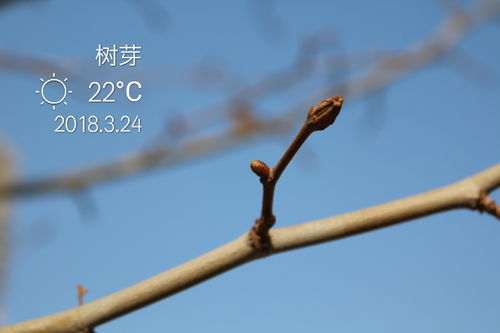 三、 生态学意义与森林管理作用于