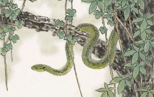 1月23日出生属蛇的人运势如何？1月23日生肖蛇运势分析