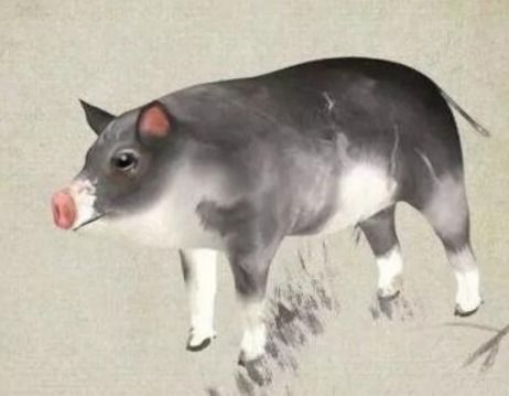 四、 属猪女性：外显坚强实则缺乏内在支撑