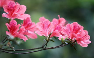 杜鹃茶种植有哪些风水讲究和禁忌需要注意？