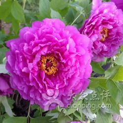 1. 门票价格大公开（真的复杂！）