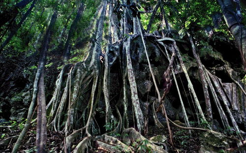八字水木旺，茂盛蔓延雨林命格有何特征？