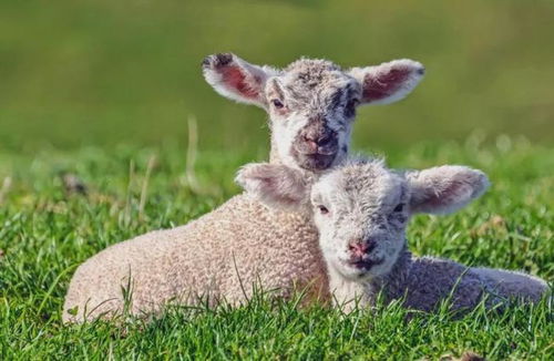 父母属马羊，孩子属鼠的属相是什么蕞合适？