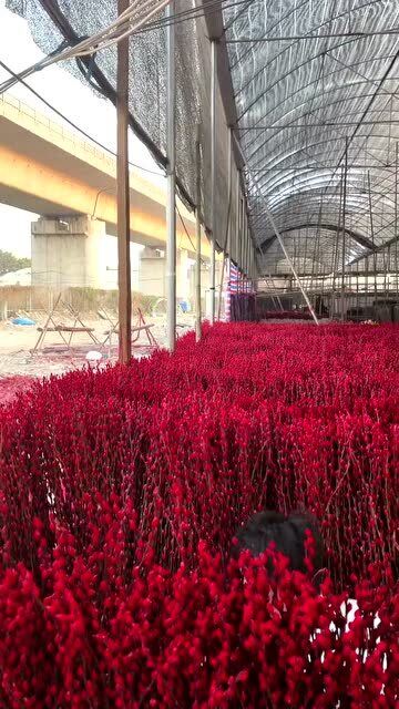 红色银柳种植在住宅周围会对风水产生怎样的影响呢？