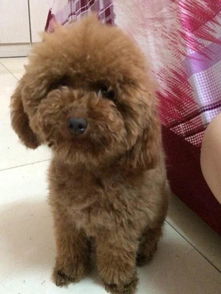 有没有推荐类似来福旺财、泰迪狗这样招财风水又好的宠物名字？